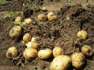 🌱🥔じゃがいも掘り🥔🌱